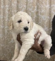 Labradoodle Puppies for sale in Austin, TX, USA. price: $450