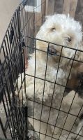 Labradoodle Puppies for sale in Afton, WY 83110, USA. price: $450