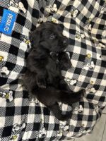 Labradoodle Puppies for sale in Miami, FL, USA. price: $800