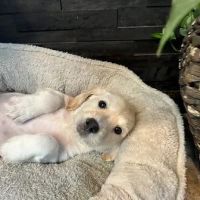 Labradoodle Puppies for sale in Las Vegas, NV, USA. price: $750