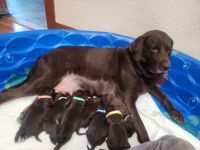 Labradoodle Puppies for sale in Modesto, CA, USA. price: $1,000