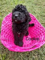 Labradoodle Puppies for sale in Port St. Lucie, FL 34953, USA. price: $650