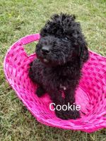 Labradoodle Puppies for sale in Port St. Lucie, FL 34953, USA. price: $700