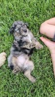 Labradoodle Puppies for sale in Ocala, FL, USA. price: $700