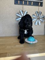 Labradoodle Puppies for sale in Norco, CA, USA. price: $1,000