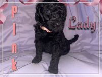 Labradoodle Puppies for sale in Winona, OH 44460, USA. price: $500