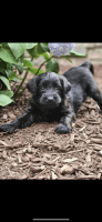 Labradoodle Puppies for sale in Fort Wayne, IN, USA. price: $950