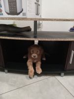 Labradoodle Puppies for sale in Homestead, FL, USA. price: NA