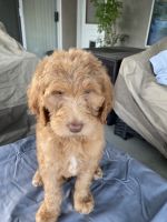 Medium Labradoodle Male 9 weeks