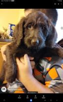Labradoodle Puppies for sale in Elgin, SC, USA. price: $475