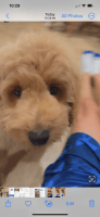 Labradoodle Puppies for sale in Cypress, Texas. price: $1,500