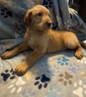 Labradoodle Puppies for sale in Naples, FL, USA. price: $1,695