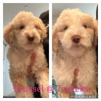 Labradoodle Puppies for sale in Hollister, CA 95023, USA. price: $980