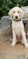 Labradoodle Puppies for sale in Perris, California. price: $300