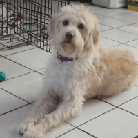 Labradoodle Puppies for sale in North Myrtle Beach, South Carolina. price: $200