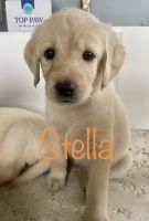 Labradoodle Puppies for sale in Safety Harbor, Florida. price: $1,000