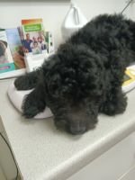 Labradoodle Puppies for sale in Baltimore, Maryland. price: $1,800