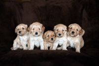 Labradoodle Puppies for sale in Redding, California. price: $2,500