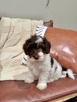 Labradoodle Puppies for sale in Pickens, SC 29671, USA. price: $1,000