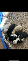 Labradoodle Puppies for sale in Sacramento, California. price: $1,800