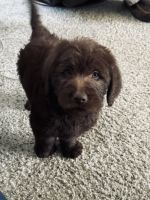 Labradoodle Puppies for sale in Sharpsburg, Kentucky. price: NA