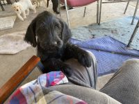 Labradoodle Puppies for sale in Jacksonville, Florida. price: $800