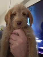 Labradoodle Puppies for sale in Henderson, Nevada. price: $1,588