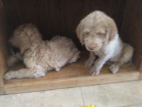 Labradoodle Puppies for sale in Henderson, Nevada. price: $1,488