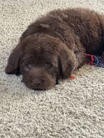 Labradoodle Puppies for sale in Sharpsburg, Kentucky. price: $600