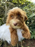 Labradoodle Puppies for sale in Auburn, Washington. price: $800