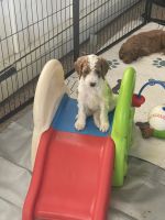 Labradoodle Puppies for sale in Nobleboro, Maine. price: $1,500