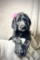 Labradoodle Puppies for sale in Antioch, California. price: $1,000