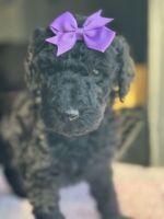 Labradoodle Puppies for sale in Enfield, Connecticut. price: $2,000