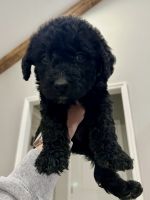 Labradoodle Puppies for sale in Huntsville, Alabama. price: $350