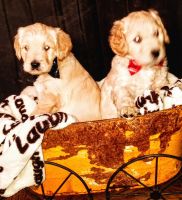 Labradoodle Puppies for sale in Ogden, Utah. price: $300