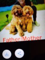 Labradoodle Puppies for sale in Manhattan, New York. price: $1,000