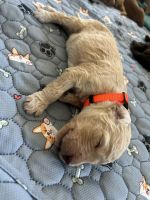 Labradoodle Puppies for sale in Las Vegas, Nevada. price: $2,500