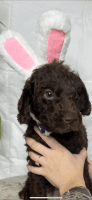 Labradoodle Puppies for sale in Ashland City, Tennessee. price: $900