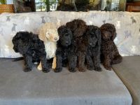 Labradoodle Puppies for sale in Townsend, DE 19734, USA. price: $85,000