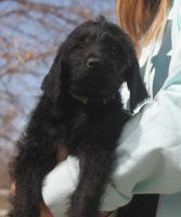 Labradoodle Puppies for sale in Curtis, Nebraska. price: $500