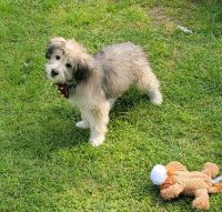 Labradoodle Puppies for sale in San Diego, CA, USA. price: $500