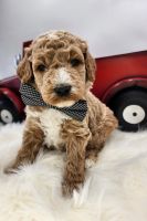 Labradoodle Puppies for sale in Alton, MO 65606, USA. price: $1,650