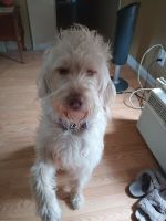 Labradoodle Puppies for sale in North Myrtle Beach, South Carolina. price: $200