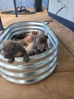 Labradoodle Puppies for sale in Phoenix, Arizona. price: NA