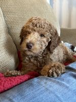 Labradoodle Puppies for sale in Elizabethtown, Kentucky. price: $850