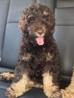 Labradoodle Puppies for sale in Matraville, New South Wales. price: $2,800