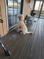 Labradoodle Puppies for sale in Sanford, North Carolina. price: $35,000