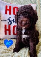 Labradoodle Puppies for sale in Lake Jackson, Texas. price: $1,500