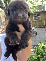 Labradoodle Puppies for sale in Rome, GA 30165, USA. price: $900