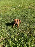 Labradoodle Puppies for sale in Tampa, Florida. price: $250